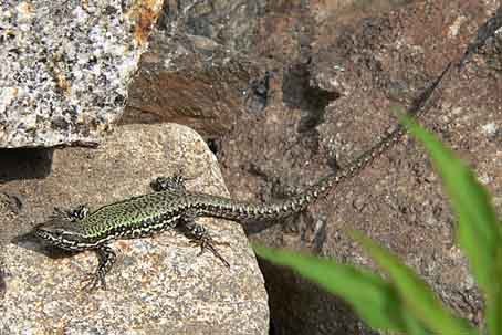 Podarcis muralis nigriventris