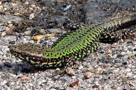 Podarcis muralis nigriventris