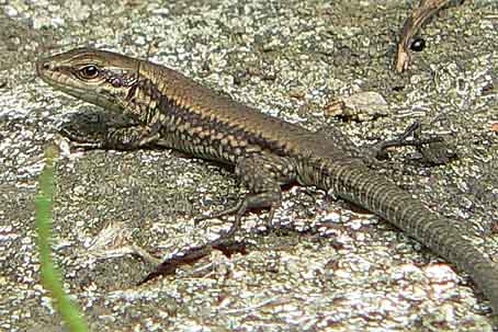 Podarcis muralis nigriventris