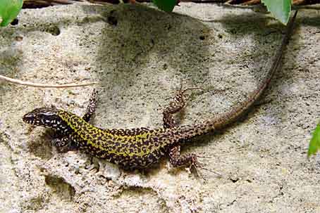 Podarcis muralis nigriventris