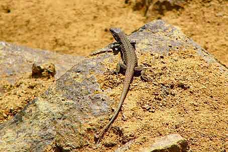 Podarcis muralis