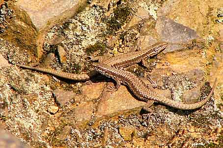 Podarcis muralis