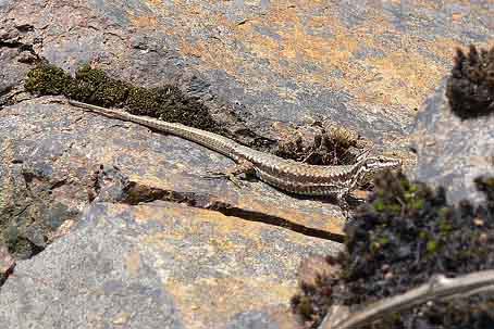 Podarcis muralis