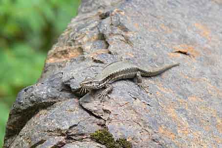 Podarcis muralis