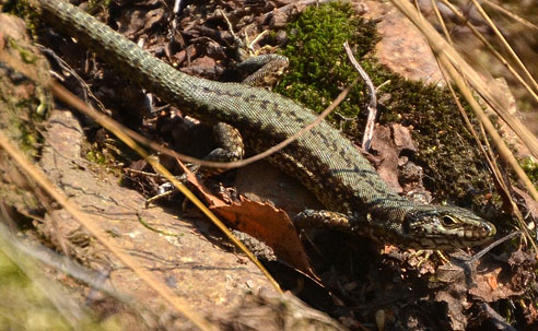 Podarcis muralis