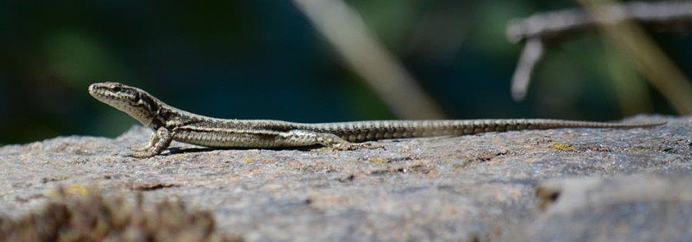 Podarcis muralis